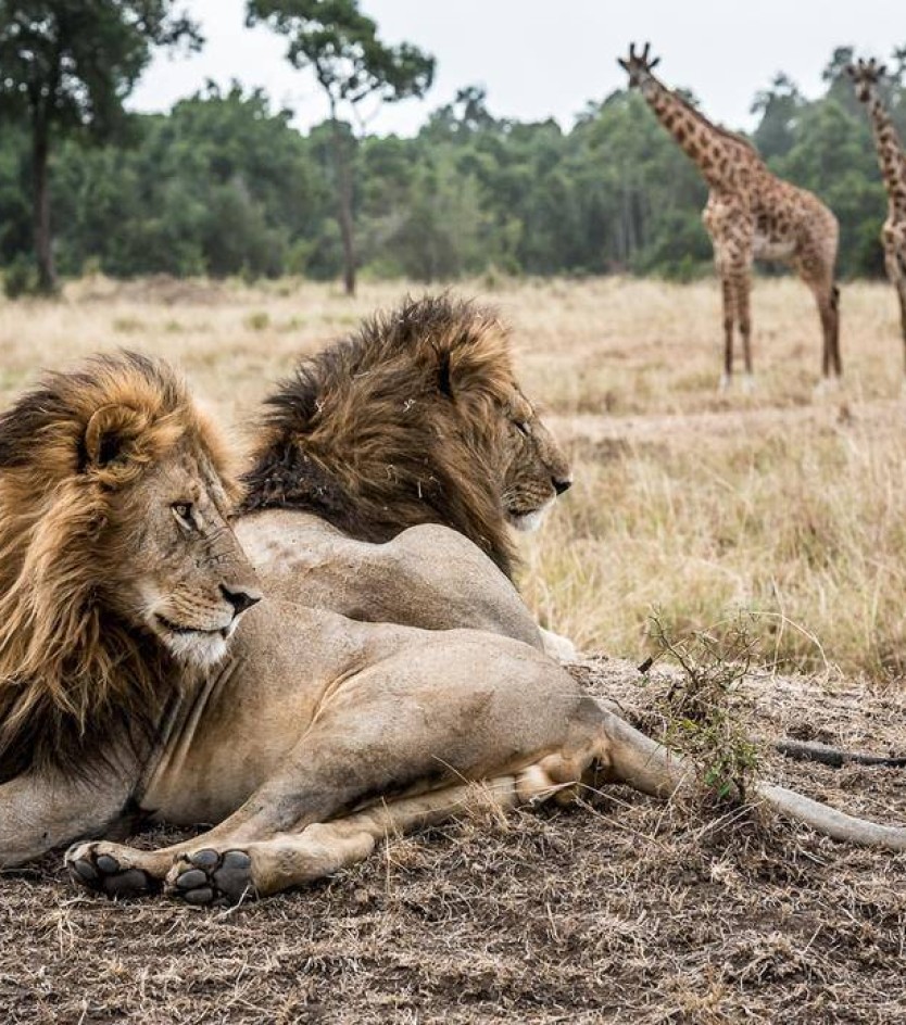 Extraordinary Safaris to Kenya